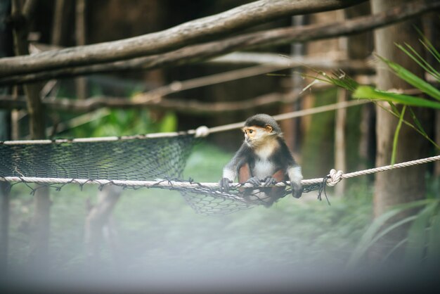 Douc à queue rouge au zoo. Concept d&#39;animaux.