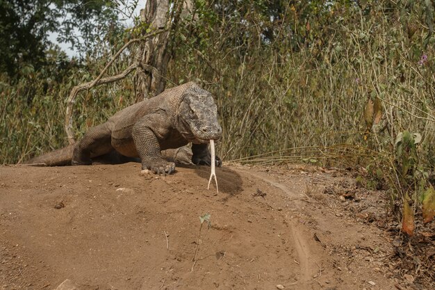 Dragon de Komodo lézard gigantesque sur l'île de Komodo