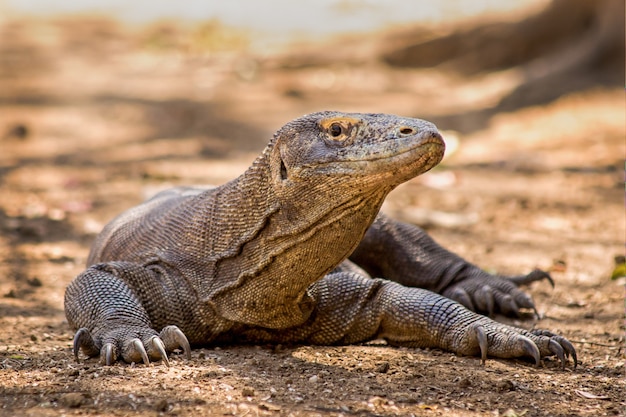 Dragon de Komodo se bouchent