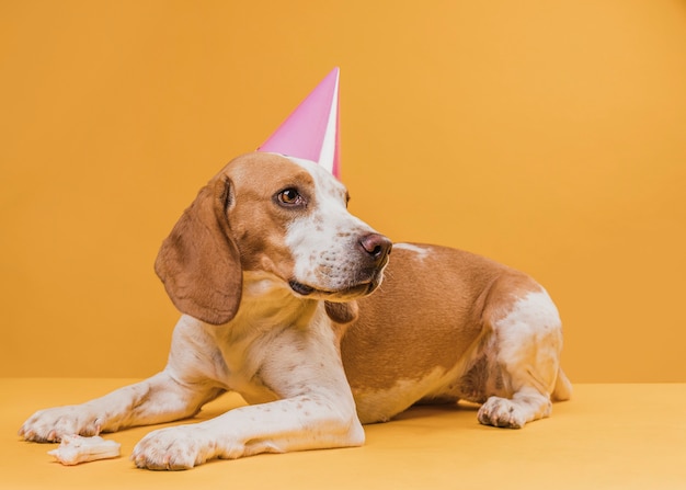 Drôle chien coiffé d'un chapeau de fête