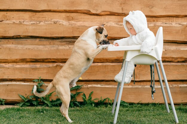 Drole Chien Debout Avec Pattes Avant Sur Une Chaise Haute Avec Petit Bebe En Costume D Ours Assis La Photo Premium