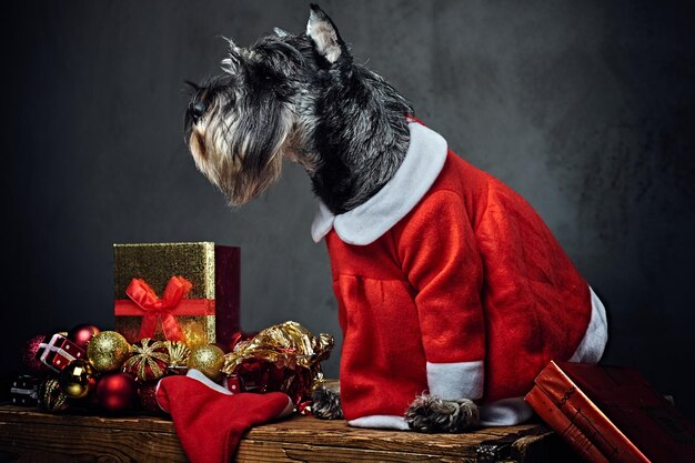 Drôle de chien schnauzer habillé en robe de Noël sur une boîte en bois avec des boules de guirlande de Noël sur fond gris.