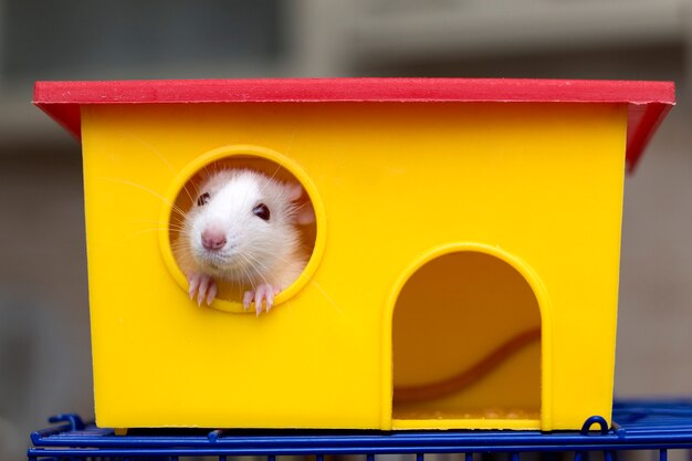 Drole Jeune Blanc Et Gris Apprivoise Curieux Bebe Hamster Souris Aux Yeux Brillants A La Recherche De La Fenetre De La Cage Jaune Vif Garder Les Amis Des Animaux Domestiques A La