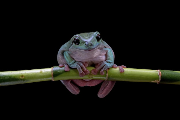 Photo gratuite dumpy frog litoria caerulea sur feuilles vertes grenouille dumpy sur la branche rainette sur la branche gros plan d'amphibiens