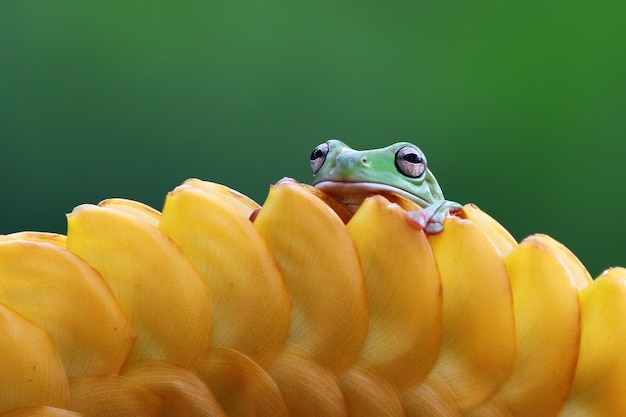 Dumpy frog Litoria caerulea sur feuilles vertes grenouille dumpy on branch