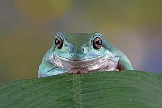 Photo gratuite dumpy frog litoria caerulea gros plan sur l'écorce de grenouille dumpy sur branche rainette sur gros plan d'amphibiens de branche