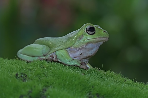 Dumpy frog Litoria caerulea gros plan sur la mousse