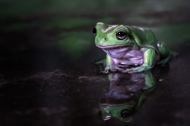 Dumpy frog Litoria caerulea sur la réflexion