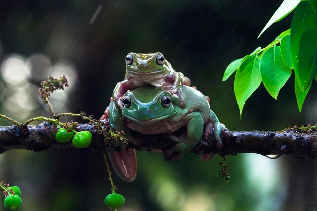 Dumpy frog sitting on branch Rainette blanche Austyralian sur feuilles vertes