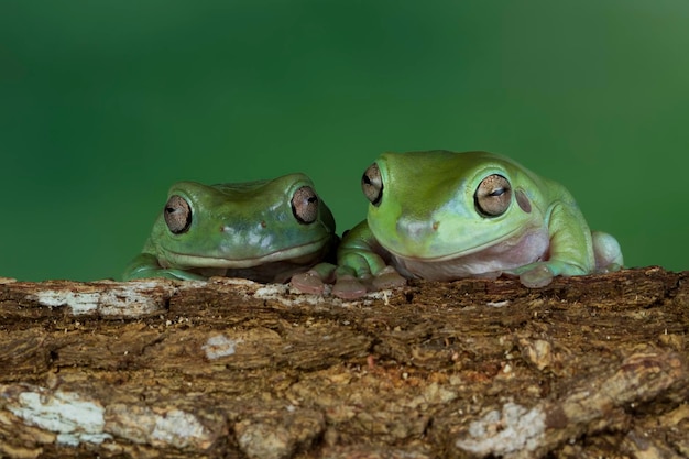 Dumpy frog sitting on branch Rainette blanche Austyralian sur feuilles vertes