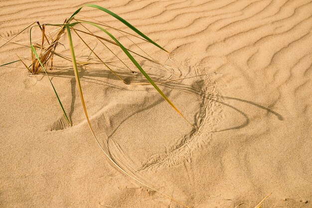 Dune, lyme fraîche dans le sable sur une plage au bord de la mer noire, mise au point sélective. Jour de vent, traces d'herbe dans le sable