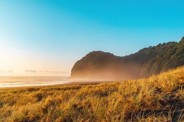 Dunes de sable couvertes d'herbe