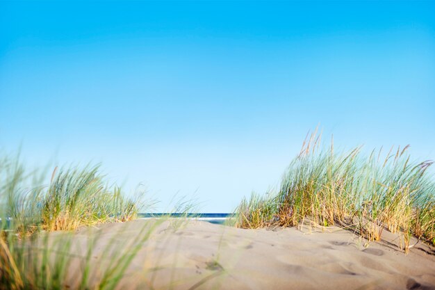 Dunes de sable avec de l&#39;herbe sur la plage