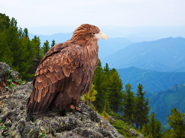 Eagle sur le rock
