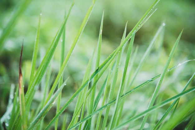 l&#39;eau de pluie sur une macro de feuille verte.