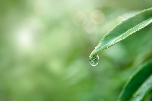 Eau pure dans la nature