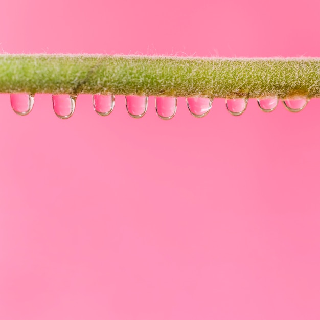 Photo gratuite l'eau tombe sur la tige de la plante