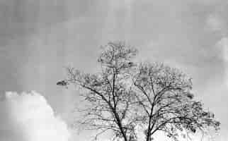 Photo gratuite Échelle de gris à faible angle tourné d'un bel arbre sous les nuages dans le ciel