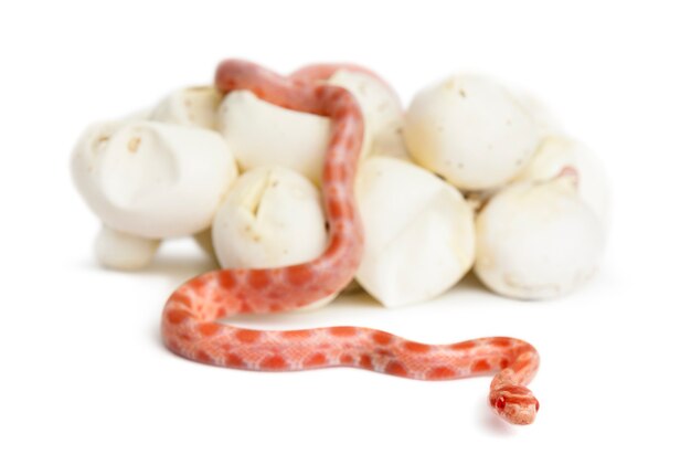 Trois Bebes Serpents Oeufs A Couver Vecteur Premium Trois Bebes Serpents Oeufs A Couver Vecteur Premium