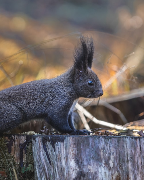 Photo gratuite Écureuil dans la nature