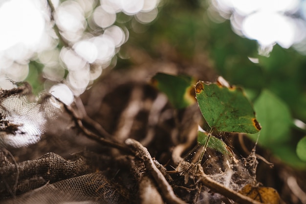 Photo gratuite effet de profondeur d'arbre avec arbre