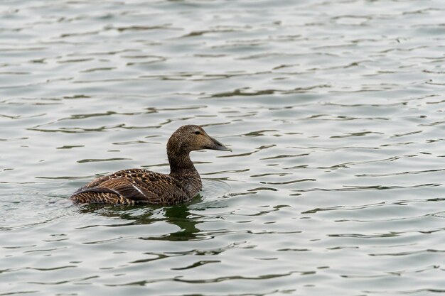 Eider à duvet, femelle, Somateria mollissima.