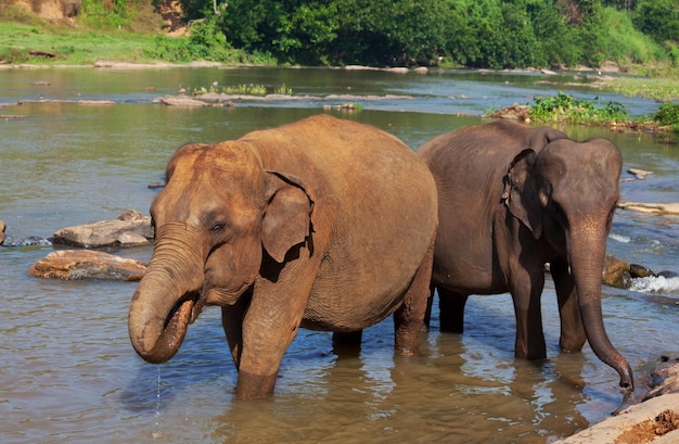 Photo gratuite Éléphant au sri lanka