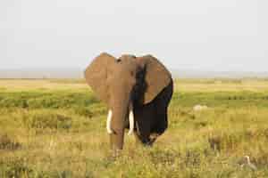 Photo gratuite Éléphant dans le parc national d'amboseli, kenya, afrique