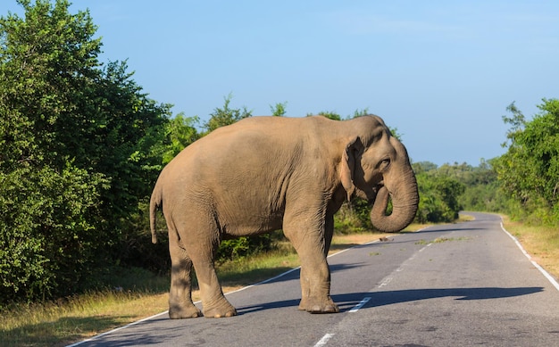 Photo gratuite Éléphant sur la route