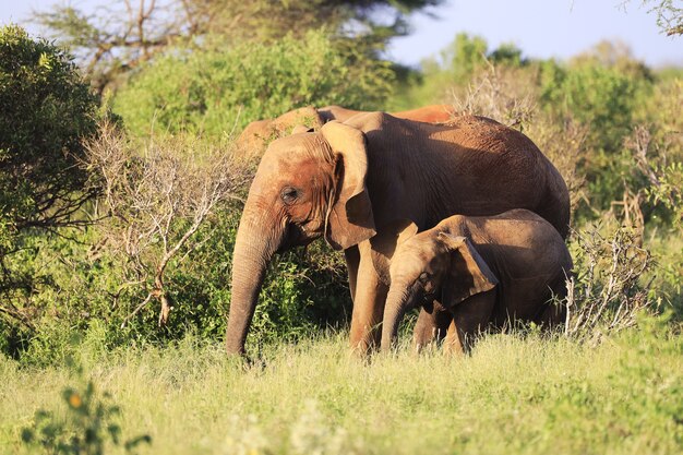 Les éléphants côte à côte dans le parc national de Tsavo East, Kenya