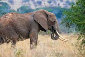 Photo gratuite Éléphants dans le parc national du kenya, afrique