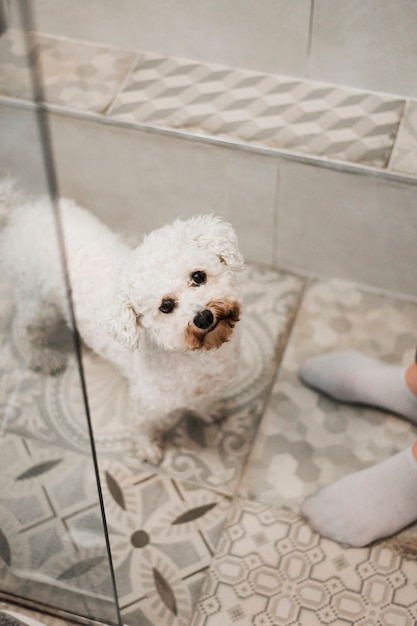 Photo gratuite Élevé, vue, de, joli, jouet, caniche, dans, salle bains