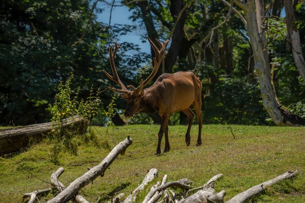 Elk avec crémaillère