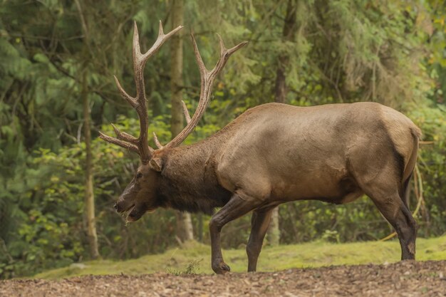 Elk marchant dans la forêt