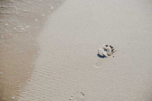 Empreinte sur le sable à la lumière du soleil