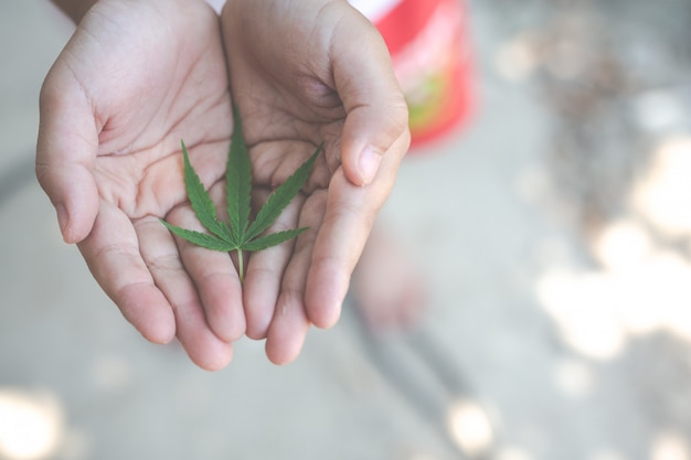 Enfants tenant des feuilles de marijuana.