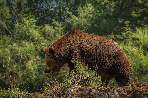 Un énorme grizzly se promène le long d'une crête rocheuse, la tête baissée et la bouche ouverte. surface molle. Les détails de la fourrure et de l'ours sont nets