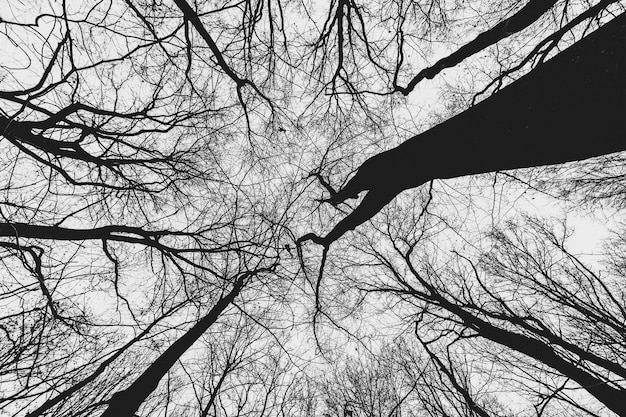 D'énormes arbres dans la forêt avec un ciel sombre