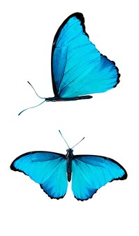 Ensemble de papillons bleus isolés sur fond blanc. photo de haute qualité