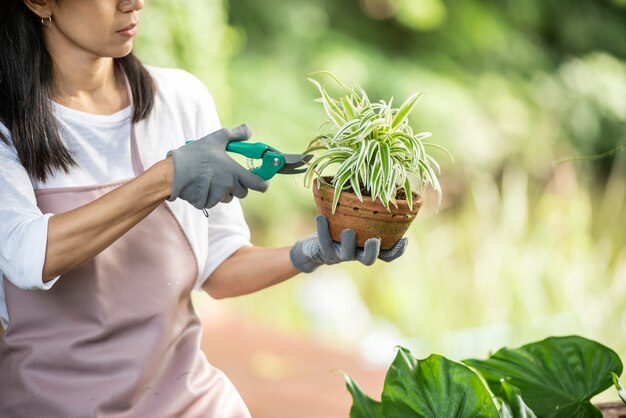 Entretien des plantes. taille pour une floraison plus luxuriante. les mains des femmes coupent les branches et les feuilles jaunies d'une plante ornementale avec des ciseaux. femme taillant dans son jardin.