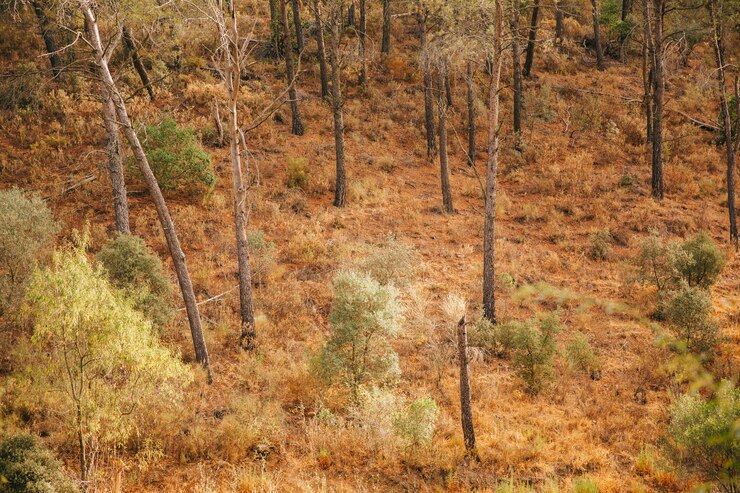 Photo gratuit environnement d&#39;automne
