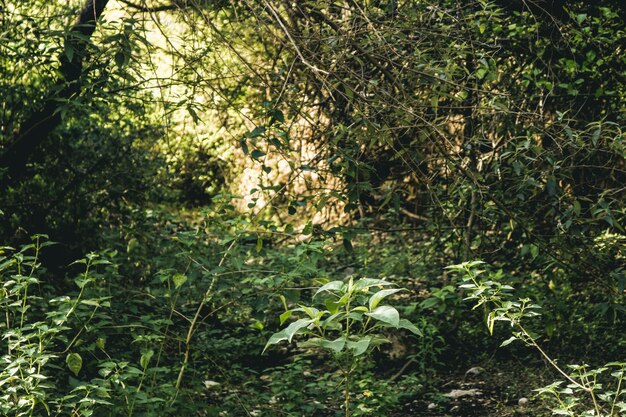 Environnement de bois léger en pin de printemps