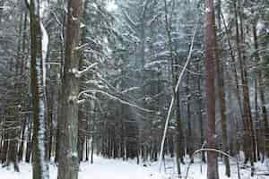 Photo gratuite environnement hivernal enneigé