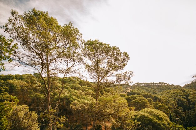 Environnement naturel avec forêt