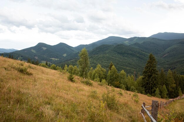 Environnement rural paisible à la lumière du jour