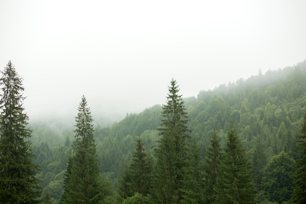 Environnement rural paisible à la lumière du jour