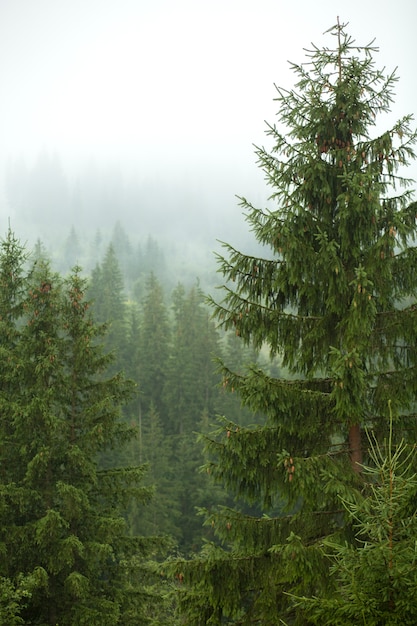 Environnement rural paisible à la lumière du jour