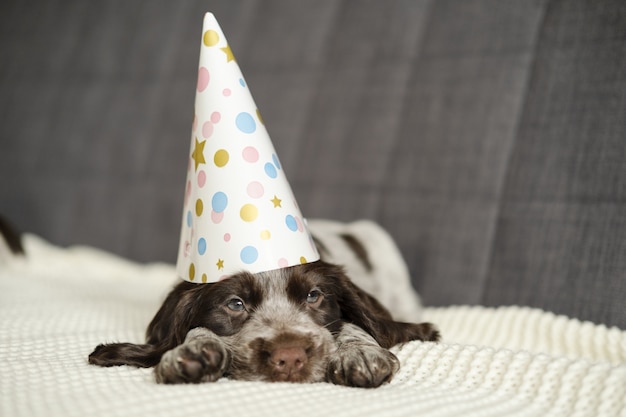 Chiot Pitbull Drole En Chapeau D Anniversaire Couche Au Canape Avec Peu De Surprise A Ses Pattes Photo Premium Chiot Pitbull Drole En Chapeau D Anniversaire Couche Au Canape Avec Peu De Surprise A Ses Pattes Photo Premium