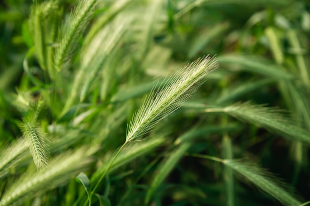 Photo gratuite Épillets verts de dispersion de blé avec un arrière-plan flou