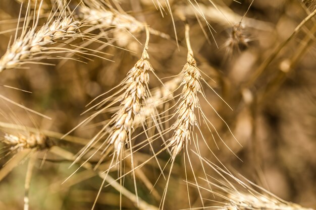 épis de blé gros plan sur le terrain, le concept de l'agriculture et de la nature